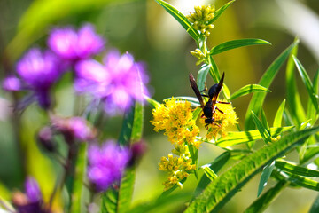 Black Wasp on Flower
