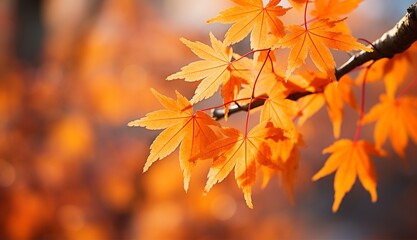 Naklejka na ściany i meble Beautiful maple leaves with soft focus light and bokeh background for autumn season. Falling leaves natural background