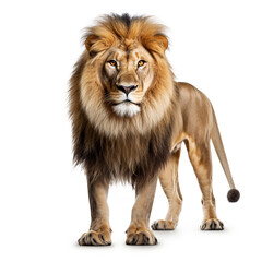Obraz premium Lion on white background.