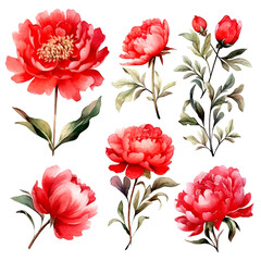 vector set red peony flowers, red flower for wedding invitation decoration