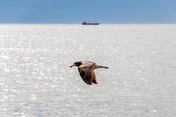 Olrog's Gull (Larus Atlanticus) flying over the port of Mar del Plata
