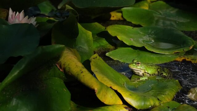 Close-up of green marsh frog (Pelophylax ridibundus) sitting in the water among waterlily leaves. Slow motion of an aquatic animal breathing calm in the garden pond. Summer wildlife with copy space.