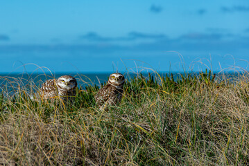 Two barn owls, Athene Cunicularia, on the grass on top of a dune near their nest.