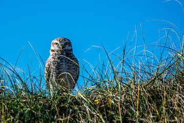 A barn owl, Athene Cunicularia, on the grass on top of a dune near the nest.