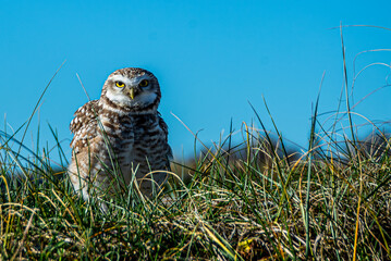 A barn owl, Athene Cunicularia, on the grass on top of a dune near the nest.