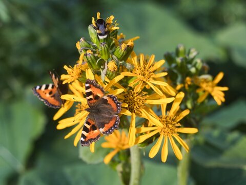 Two small tortoiseshells and a bee on yellow flowers