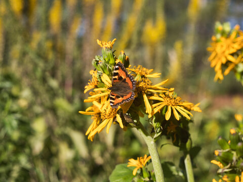 A small tortoiseshell on a yellow flower