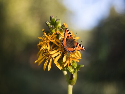 A small tortoiseshell on a yellow flower