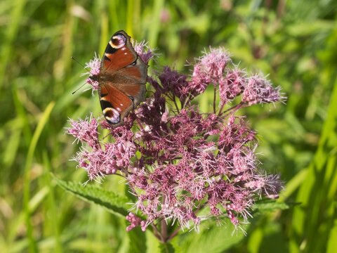 A European peacock on a purple flower