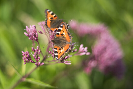 Two small tortoiseshells on purple flowers