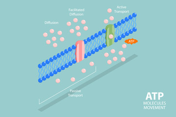 3D Isometric Flat Vector Conceptual Illustration of Molecules ATP Movement