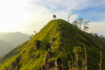 Lush green grass on the rocky mountain near Ella village, Sri Lanka