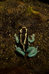 Dyeing dart frog, tinc or dyeing poison frog (Dendrobates tinctorius).