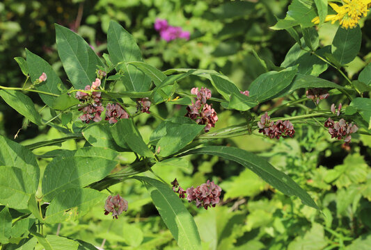 Reddish-pink flowers of the American Groundnut (Apios americana) vine.  The fruits and tubers of this plant can be consumed. 
