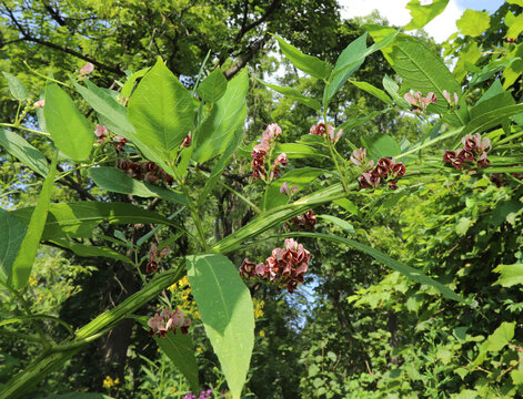 Looking up at the vines and flowers of the American Groundnut (Apios americana) plant growing along a larger plant stem. 
