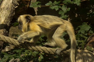 The Black-howler monkey (Alouatta caraya), baby.