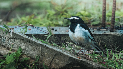 White-browed Wagtail (Motacilla maderaspatensis) spotted in Bandipur National park, karnataka, India
