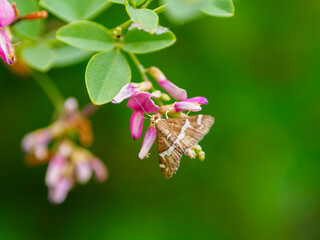 萩の花の蜜を吸う小さな蝶