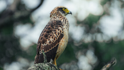 The changeable hawk-eagle (Nisaetus cirrhatus) or crested hawk-eagle is a large bird of prey...