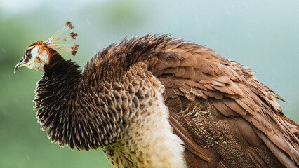 A pretty peahen or peafowl shows its beauty.
