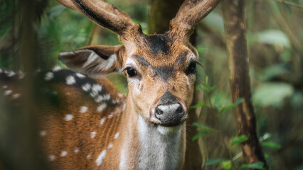 Male spotted deer from Bandipur National Park Karnataka, India