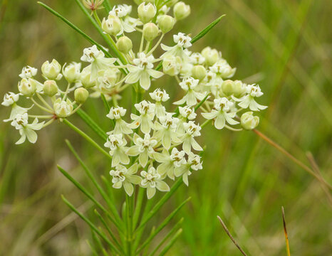 Asclepias verticillata (Whorled Milkweed) Native North American Prairie Wildflower
