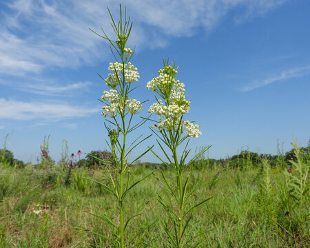 Asclepias verticillata (Whorled Milkweed) Native North American Prairie Wildflower
