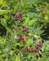Vines and flowers of an American Groundnut (Apios americana) growing up a young oak sapling. 
