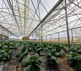 Greenhouse at Bokor mountain, Kampot province, Cambodia.