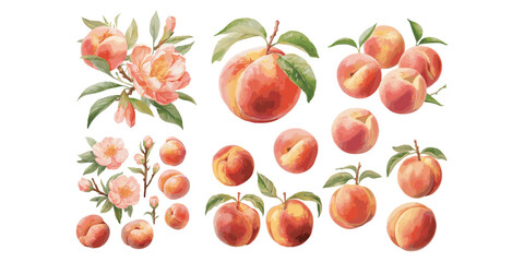 watercolor peach clipart for graphic resources