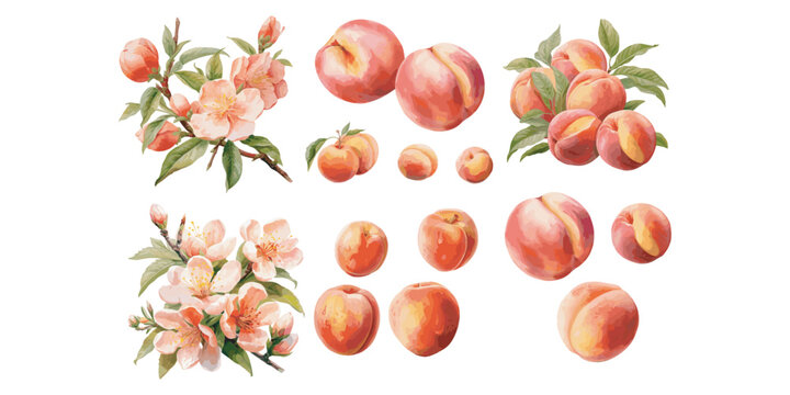 watercolor peach clipart for graphic resources