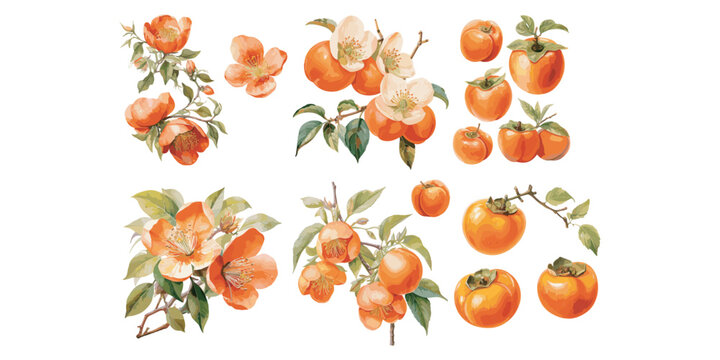 watercolor persimmon clipart for graphic resources