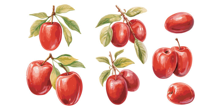 watercolor jujube fruit clipart for graphic resources