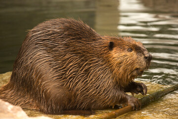The Eurasian beaver (Castor fiber). © Elena