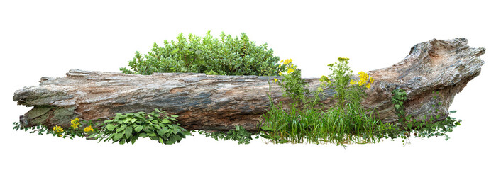 Dead tree fallen and lying on the ground. Cutout tree trunk surrounded by flowers. Garden design isolated on transparent background. Flowering shrub and green plants for landscaping. Flowerbed.
