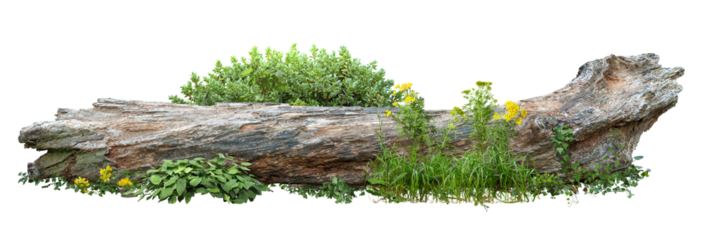Dead tree fallen and lying on the ground. Cutout tree trunk surrounded by flowers. Garden design isolated on transparent background. Flowering shrub and green plants for landscaping. Flowerbed.