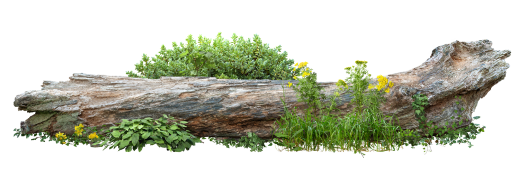 Dead tree fallen and lying on the ground. Cutout tree trunk surrounded by flowers. Garden design isolated on transparent background. Flowering shrub and green plants for landscaping. Flowerbed.