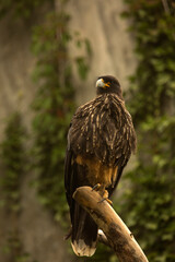  The Striated caracara (Phalcoboenus australis) in zoo.