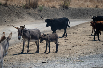 Fototapeta premium Donkey and Bull