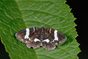 シラフシロオビナミシャク（北海道・鹿追町）
