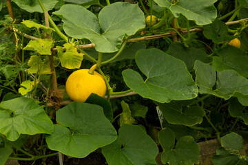 The wax gourd, ash gourd, white gourd, winter melon, tallow gourd, ash pumpkin,  Chinese preserving melon (Benincasa hispida).