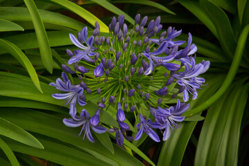 Common agapanthus, blue lily, African lily,  lily of the Nile (Agapanthus praecox).