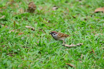 Naklejka na ściany i meble a cute sparrow standing in the grass