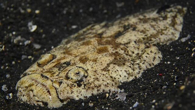 Stargazer (Uranoscopus bicinctus) lies in the sand and lurks for prey, Strait of Lembeh, Indonesia, Asia