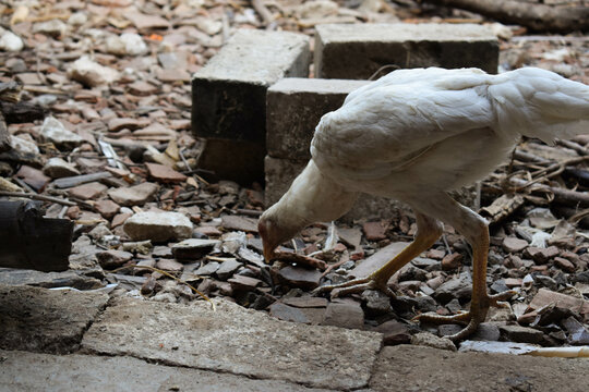 white skinny hen eating food or dry rice