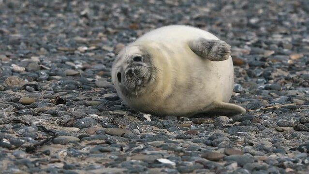 Grey seal, young animal, Helgoland, North Sea, Germany, Europe