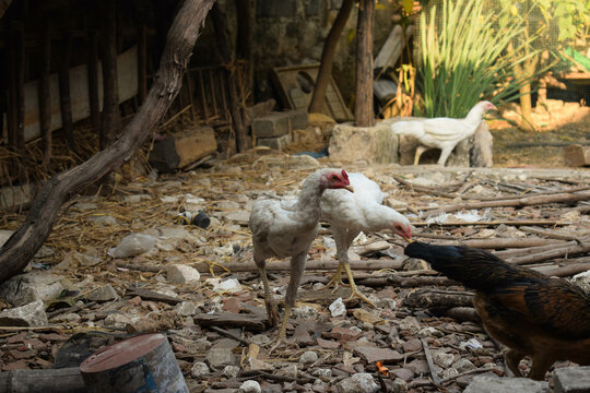 white skinny hen eating food or dry rice