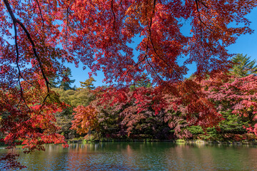 長野県 秋の軽井沢 雲場池の紅葉
