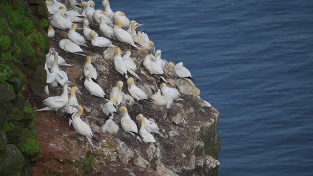 Gannet colony on the rock needle Stori Karl, Langanes Peninsula, Iceland, Europe