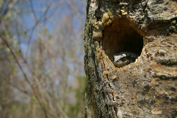 A gray treefrog (Hyla versicolor) pokes its head out of a hole in a tree trunk. This refuge offers...